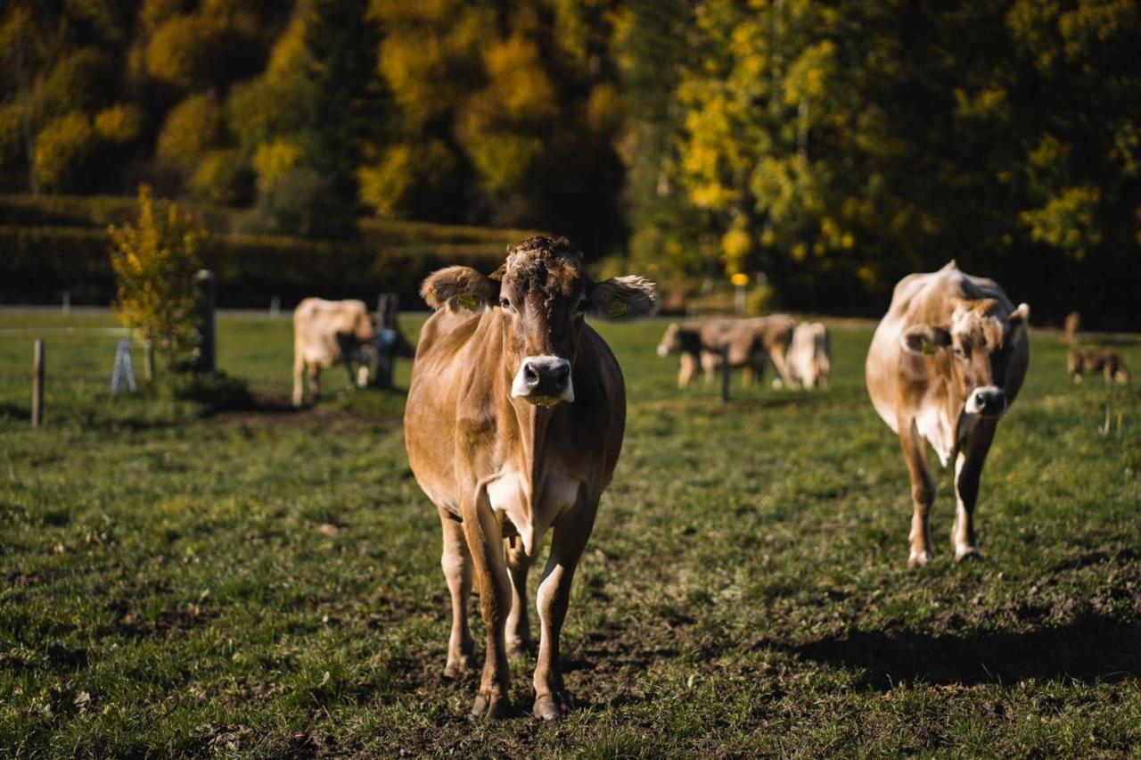 Pension Glitschnerhof Aigen im Ennstal Esterno foto