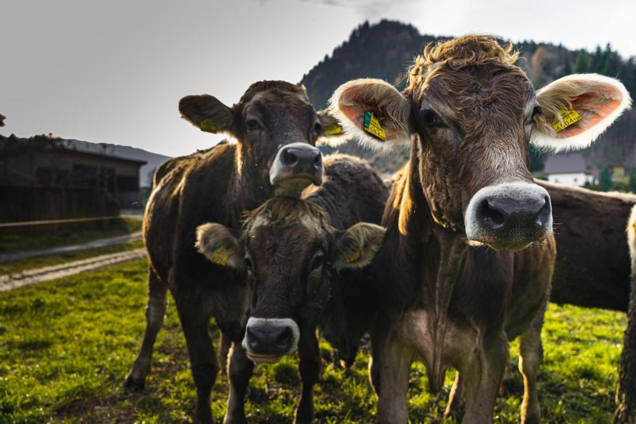 Pension Glitschnerhof Aigen im Ennstal Esterno foto